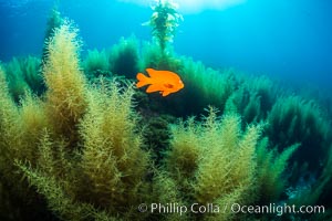 Garibaldi and invasive Sargassum, Catalina Island