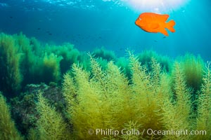 Garibaldi and invasive Sargassum, Catalina Island