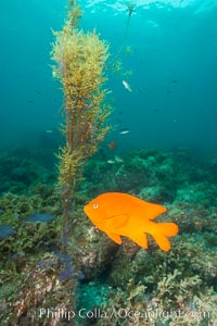 Garibaldi and invasive Sargassum, Catalina, Hypsypops rubicundus, Sargassum horneri, Catalina Island