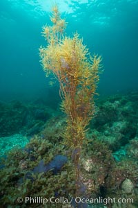 Garibaldi and invasive Sargassum, Catalina, Sargassum horneri, Catalina Island