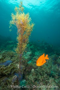 Garibaldi and invasive Sargassum, Catalina, Hypsypops rubicundus, Sargassum horneri, Catalina Island