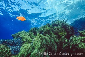 Garibaldi and kelp, Guadalupe Island, Mexico, Guadalupe Island (Isla Guadalupe)