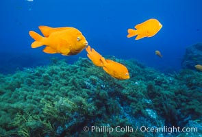 Garibaldi and kelp, Guadalupe Island, Mexico, Guadalupe Island (Isla Guadalupe)