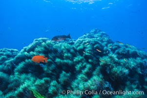 Garibaldi and kelp, Guadalupe Island, Mexico, Guadalupe Island (Isla Guadalupe)