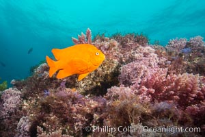 Garibaldi and various marine algae, San Clemente Island