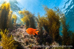 Garibaldi and Marine Algae, Coronado Islands, Mexico, Coronado Islands (Islas Coronado)