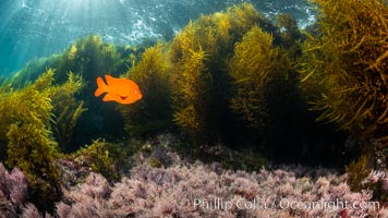 Garibaldi and Marine Algae, Coronado Islands, Mexico