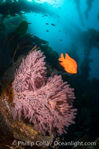 Garibaldi and Brown Gorgonian Muricea fruticosa, Catalina Island, with giant kelp stands reaching from the reef to the surface of the ocean in the distance.  The clown prince of the kelp forest, the Garibaldi, alternately poses for me and chirps at me to move away from his gorgonian.