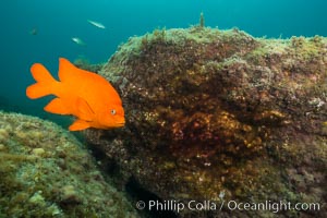 Garibaldi maintains a patch of algae (just in front of the fish) to entice a female to lay a clutch of eggs, Hypsypops rubicundus, Catalina Island