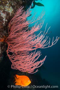 Garibaldi and Red Gorgonian, San Clemente Island, Underwater