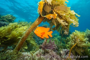 Garibaldi swimming through southern sea palm, San Clemente Island, Eisenia arborea, Hypsypops rubicundus