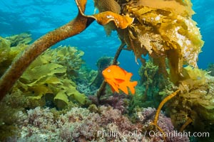 Garibaldi swimming through southern sea palm, San Clemente Island, Eisenia arborea, Hypsypops rubicundus