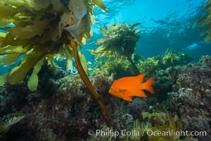 Garibaldi swimming through southern sea palm, San Clemente Island, Eisenia arborea, Hypsypops rubicundus