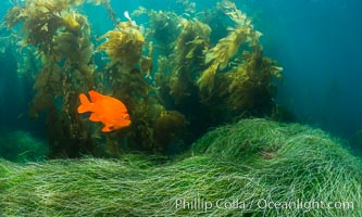 Garibaldi in eel grass, Catalina, Catalina Island