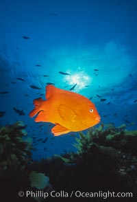 Garibaldi, Hypsypops rubicundus, San Clemente Island