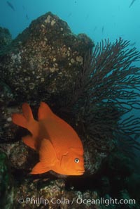 Garibaldi and gorgonian, Hypsypops rubicundus, Catalina Island