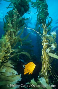 Garibaldi in kelp forest. San Clemente Island, California, USA, Hypsypops rubicundus, Macrocystis pyrifera, natural history stock photograph, photo id 01055