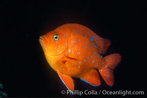 Juvenile garibaldi, Hypsypops rubicundus