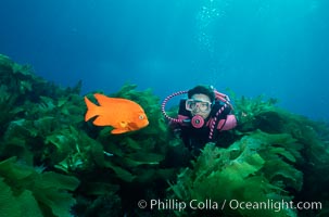 Garibaldi, Hypsypops rubicundus, San Clemente Island, California.