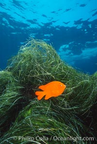 Garibaldi in eel grass, Catalina, Hypsypops rubicundus, Catalina Island