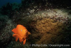 Garibaldi and egg cluster, Hypsypops rubicundus, Catalina Island