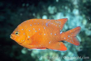 Garibaldi juvenile, vibrant spots distinguish it from pure orange adult form, Coronado Islands.