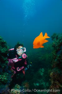 Diver and garibaldi, Hypsypops rubicundus, Catalina Island.