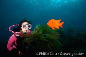 Diver and garibaldi, Catalina, Hypsypops rubicundus, Catalina Island