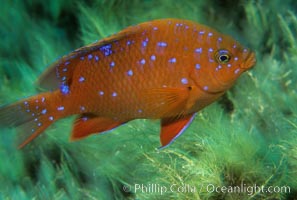 Garibaldi, Hypsypops rubicundus, Catalina Island, California.