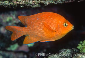 Juvenile garibaldi, Hypsypops rubicundus, Guadalupe Island (Isla Guadalupe)