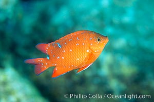 Juvenile Garibaldi, vibrant spots distinguish it from pure orange adult form, Hypsypops rubicundus, San Clemente Island