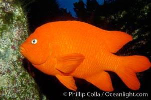 Adult garibaldi, Hypsypops rubicundus