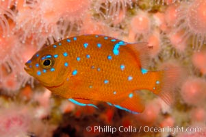 Juvenile garibaldi displaying distinctive blue spots, Hypsypops rubicundus