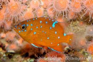 Juvenile garibaldi displaying distinctive blue spots, Hypsypops rubicundus