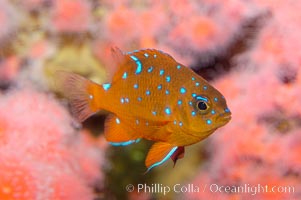 Juvenile garibaldi displaying distinctive blue spots, Hypsypops rubicundus