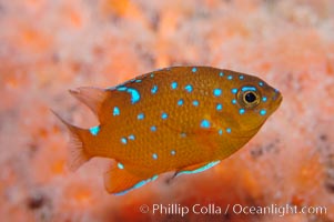 Juvenile garibaldi displaying distinctive blue spots, Hypsypops rubicundus