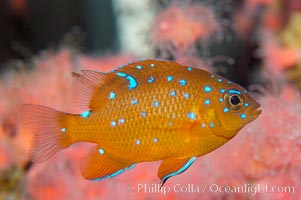 Juvenile garibaldi displaying distinctive blue spots, Hypsypops rubicundus