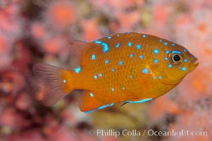 Juvenile garibaldi displaying distinctive blue spots, Hypsypops rubicundus