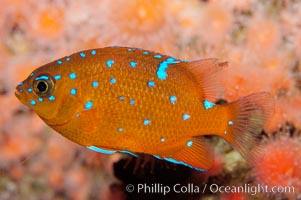 Juvenile garibaldi displaying distinctive blue spots, Hypsypops rubicundus