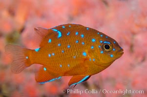 Juvenile garibaldi displaying distinctive blue spots, Hypsypops rubicundus