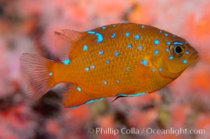 Juvenile garibaldi displaying distinctive blue spots, Hypsypops rubicundus