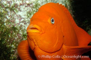 Adult garibaldi, Hypsypops rubicundus