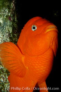 Adult garibaldi, Hypsypops rubicundus