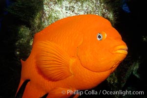 Juvenile garibaldi displaying distinctive blue spots, Hypsypops rubicundus