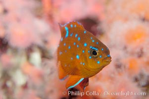 Juvenile garibaldi displaying distinctive blue spots, Hypsypops rubicundus