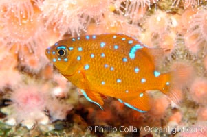 Juvenile garibaldi displaying distinctive blue spots, Hypsypops rubicundus