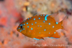 Juvenile garibaldi displaying distinctive blue spots, Hypsypops rubicundus