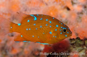 Juvenile garibaldi displaying distinctive blue spots, Hypsypops rubicundus