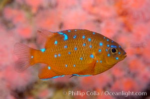 Juvenile garibaldi displaying distinctive blue spots, Hypsypops rubicundus