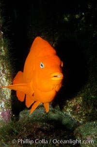 Adult garibaldi, Hypsypops rubicundus